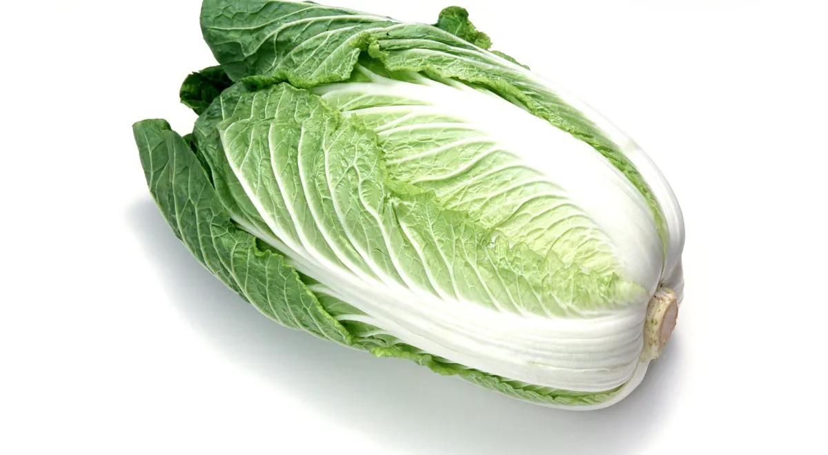 Chinese cabbage lettuce
